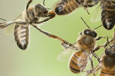 Bienen die sich gegenseitig helfen