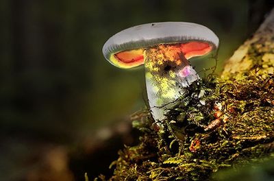 A glowing mushroom